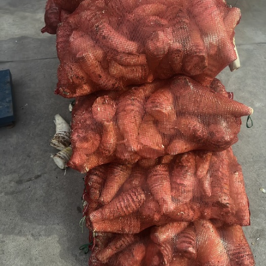 遂川县大量供应新鲜剥壳肉笋，水煮笋当天晚上发货全程打冷