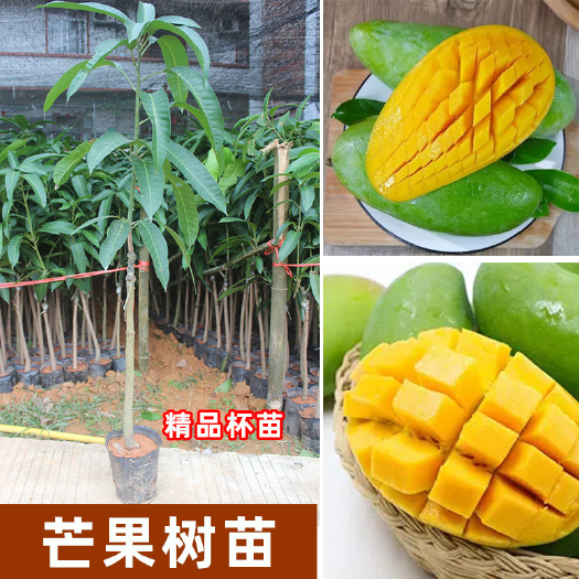 容县芒果苗 芒果树苗 金煌芒 台农芒 四季芒