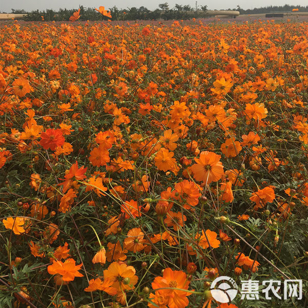 硫华菊花卉种子 春秋播种简单易活耐旱耐贫瘠花海庭院阳台盆栽