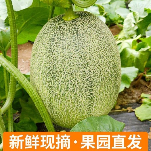 三亚哈密瓜一件代发