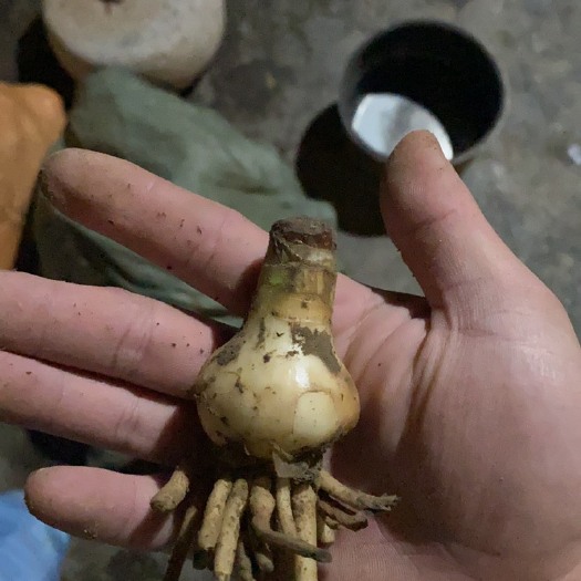 广州蜘蛛兰种球
