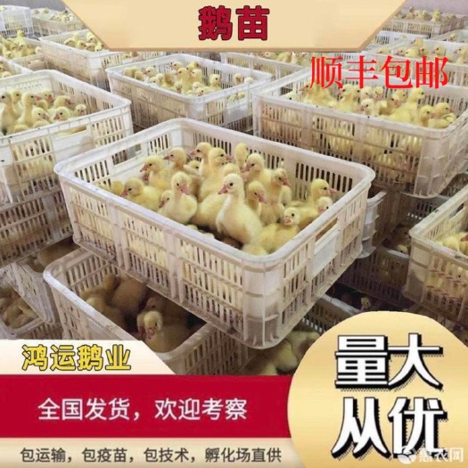 原阳县河南大品种纯度高大三花鹅苗 孵化厂直发 十只包运费包路损