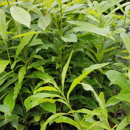 广州木荷，荷木，造林基地自产自销