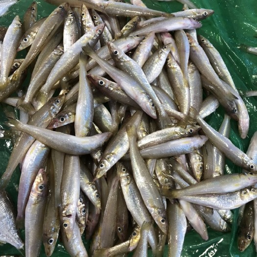 合浦县沙丁鱼