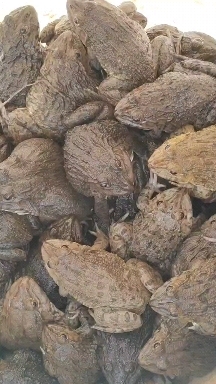 广州牛蛙 产地大量活体 牛蛙肉多多水产 牛蛙现货现捞现发活物批发