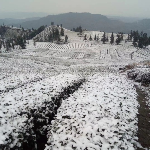 峨眉山市绿茶高山天公害绿茶