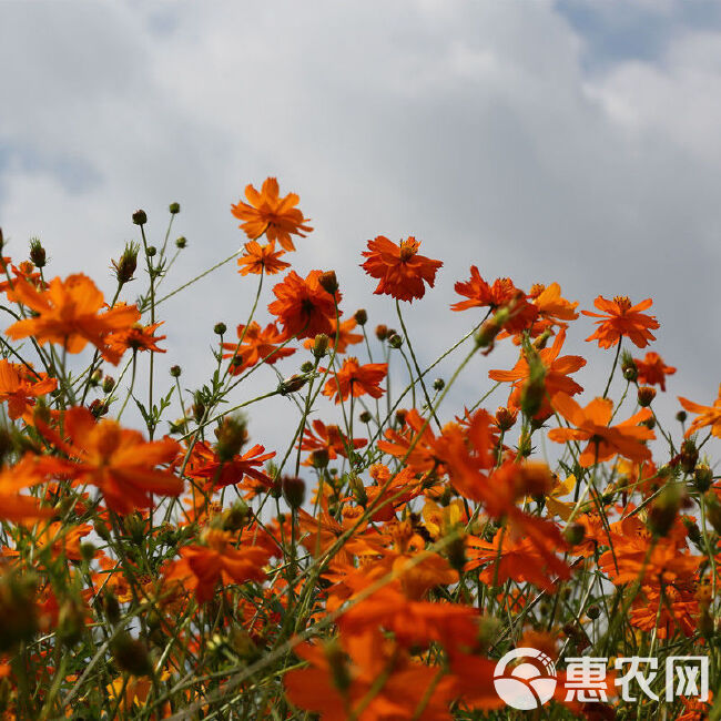 硫华菊花卉种子 春秋播种简单易活耐旱耐贫瘠花海庭院阳台盆栽