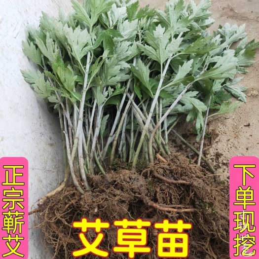 正宗蕲艾苗根艾叶苗艾草根室内驱蚊虫泡脚全国包活艾叶种苗艾草根