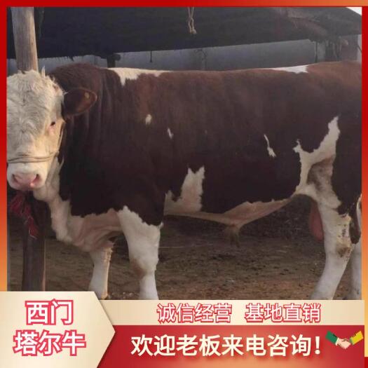 肉牛 西门塔尔公，西门塔尔母牛，怀胎保揣，600.-800斤