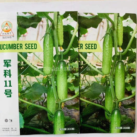 沭阳县军科十一号黄瓜种子杂交一代强雌水果黄瓜种子春秋冬茬专用抗病强