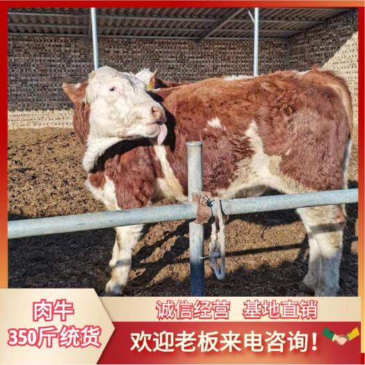 肉牛 350斤 统货