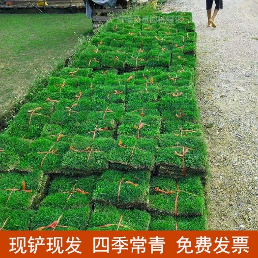 平南县带土草皮（四季常青）