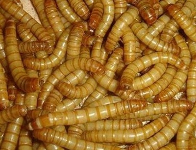 南阳黄粉虫大量出售