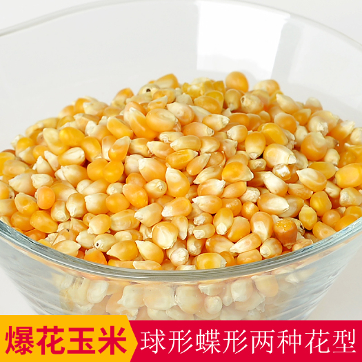 临沂爆米花用玉米粒爆裂小玉米粒球形蝶型花形20kg