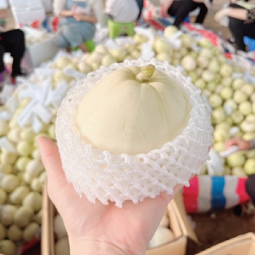 广西福成香瓜，大量批发，货源充足