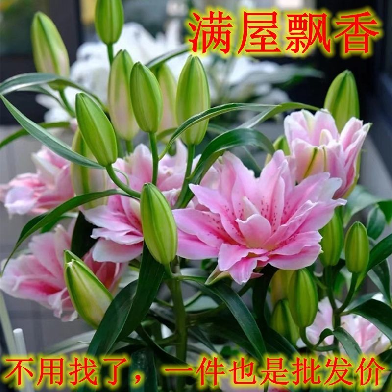 南京香水百合，西伯利亚，索尔邦，盆栽庭院四季景观绿化花卉种球