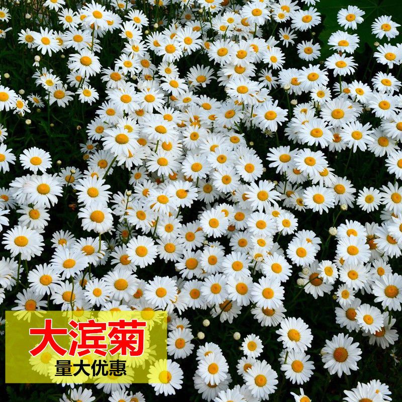南京大滨菊种子  多年生宿根花卉花草种子景观绿化耐寒庭院观花种子