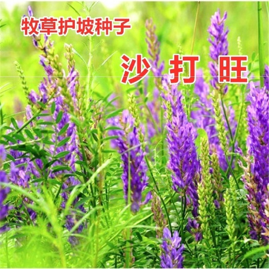 沙打旺种子多年生牧草四季果园绿肥防沙固土护坡耐寒耐旱盐碱草籽