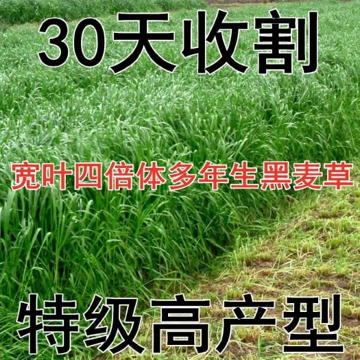 嘉祥县多年生黑麦草养牛羊鸡鹅鱼苜蓿草