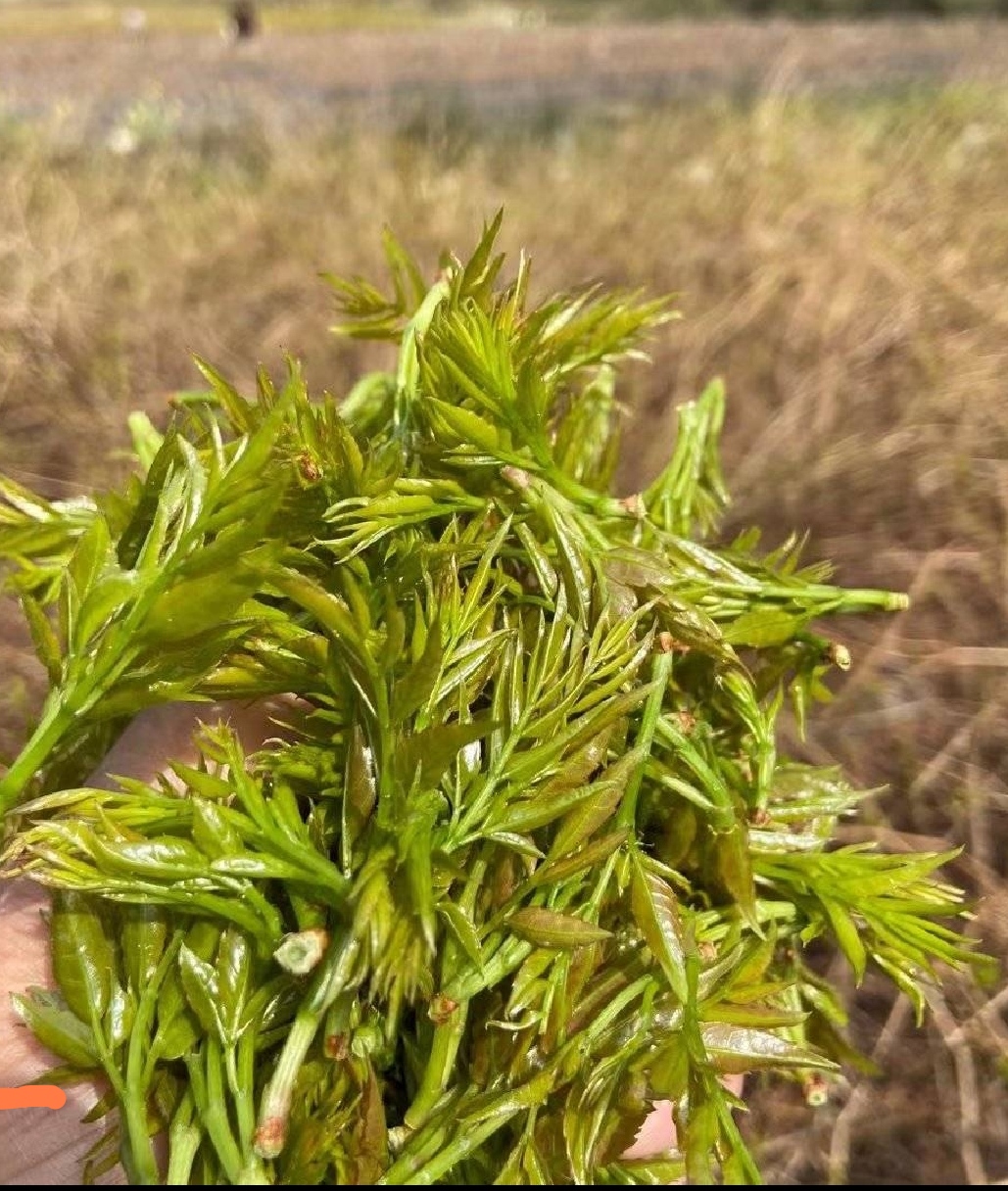 广西高山纯野生紫荆藤茶