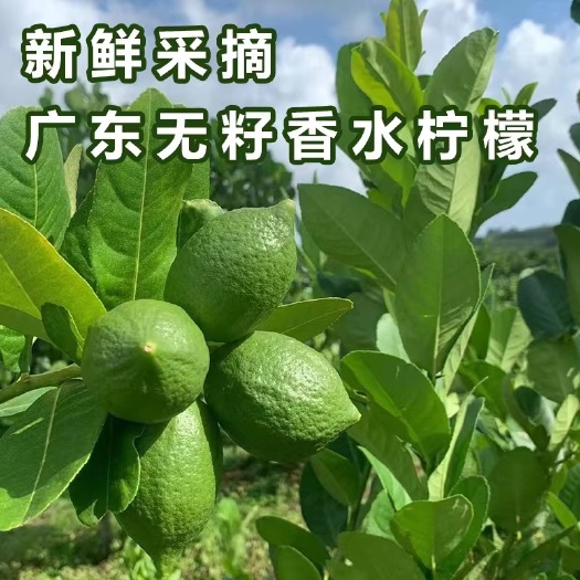 湛江『一级●广东无籽香水柠檬』百亩果园·日摘千斤~全国包邮