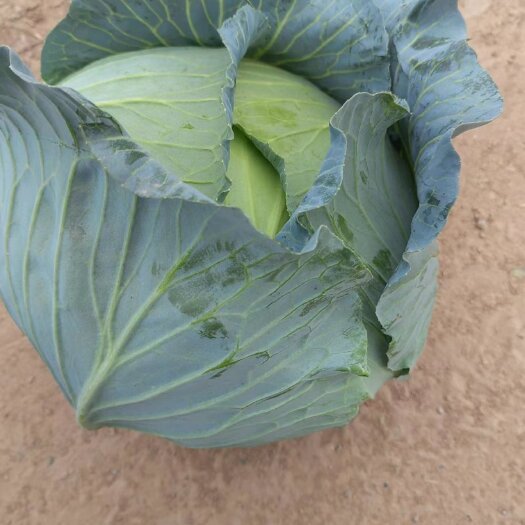 咸宁优质扁包，量大质优，不同规格价格满足客户需求，欢迎各地客商订