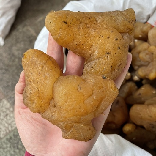 玉林黄精
