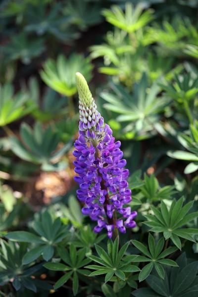 青州市鲁冰花盆栽  羽扇豆 鲁冰花 草本植物