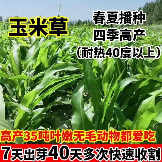 嘉祥县墨西哥玉米草养殖牛羊草多年生牧草四季常青饲