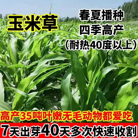 墨西哥玉米草养殖牛羊草多年生牧草四季常青饲