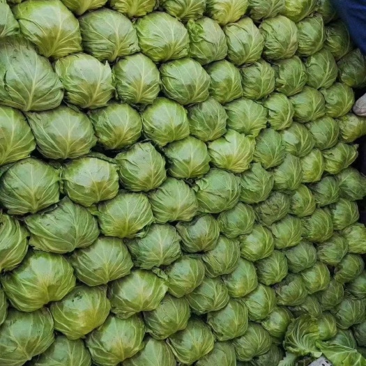 博爱县河南博爱县脆皮甘蓝（圆包菜）大量上市中，颜色翠绿。大小均匀