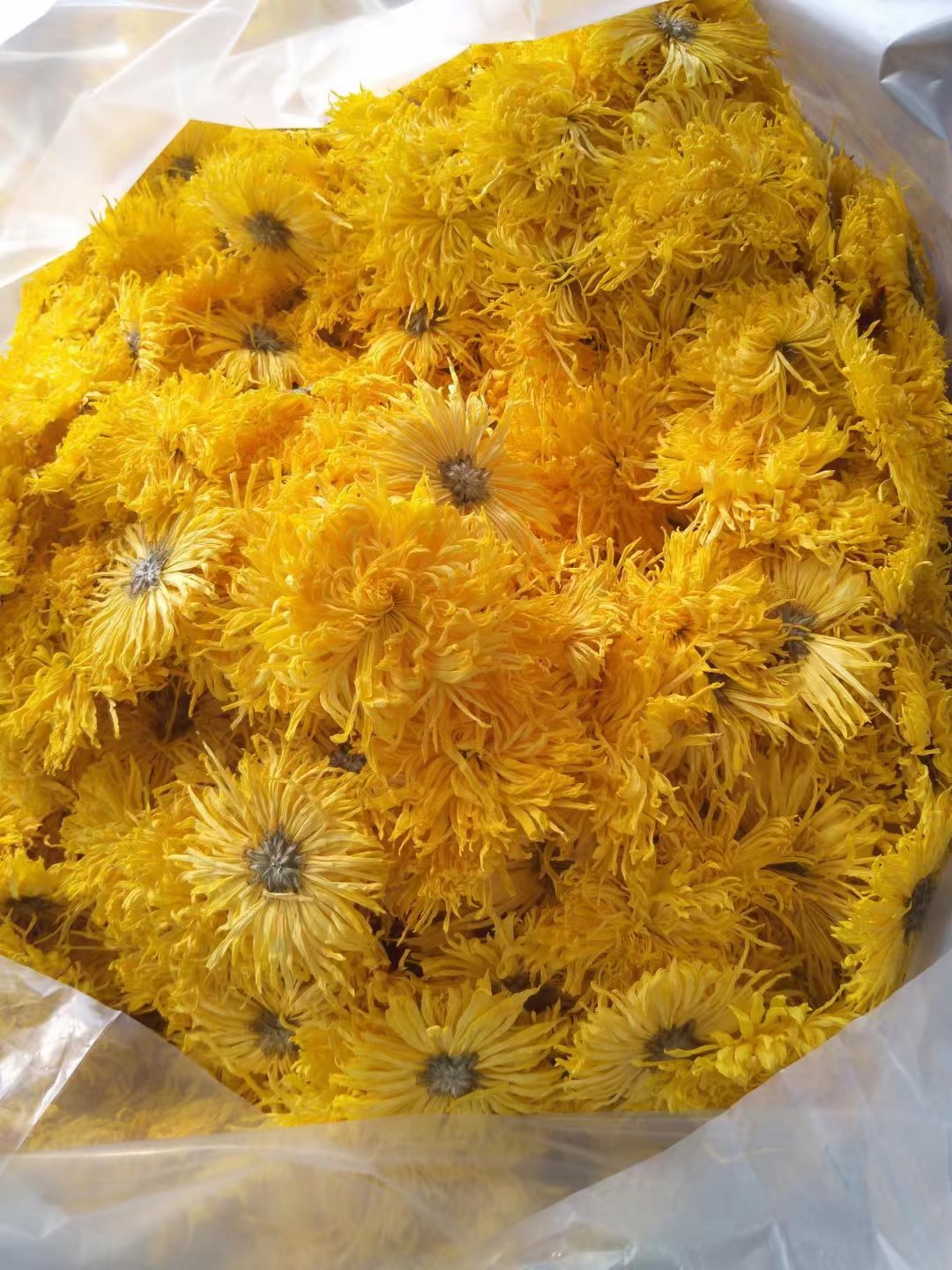 金丝皇菊菊花茶干菊花