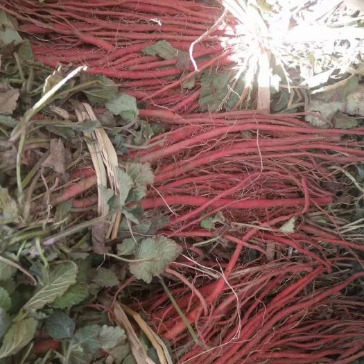亳州丹参种苗 场地直销丹参苗量大优惠