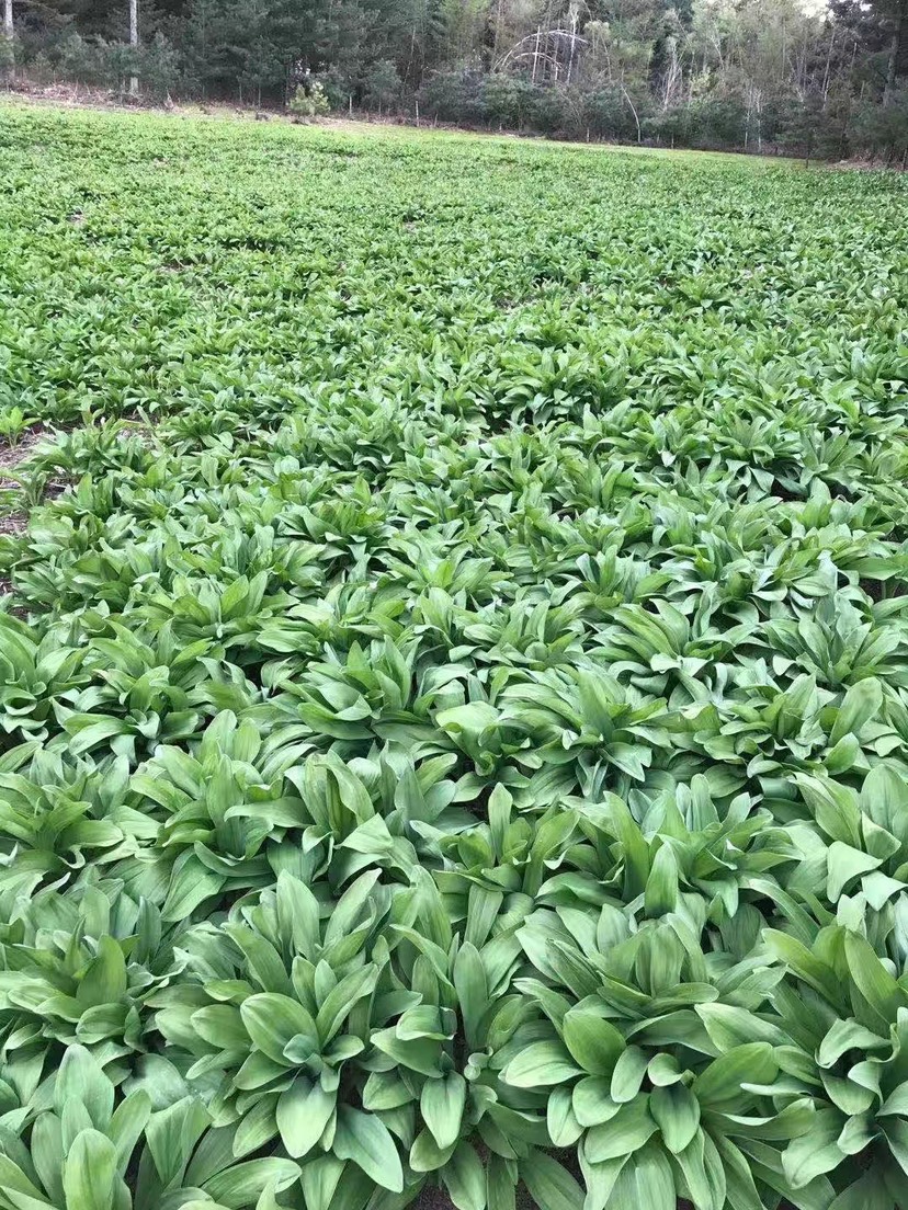 长白山大叶寒葱苗，山葱苗，茖葱苗，8年以上特大苗，