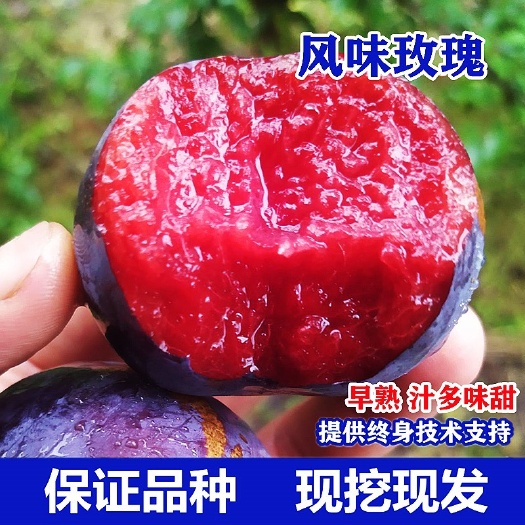 嫁接风味玫瑰李子树苗5月下旬成熟早熟红心李苗北南方种当年结果