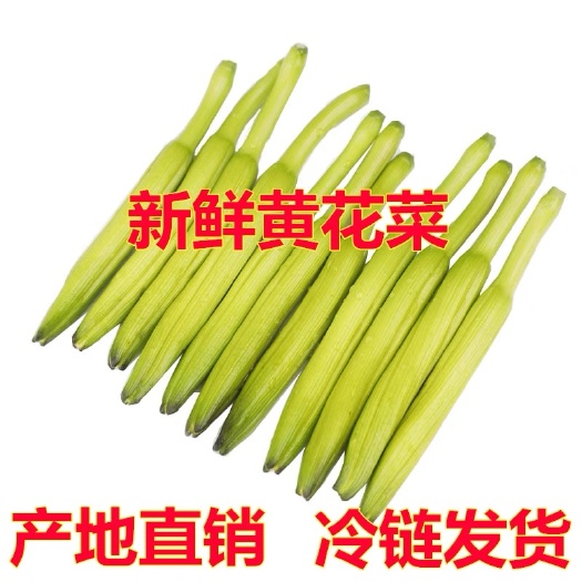 蒙阴县【现货】新鲜黄花菜现摘当季凉拌蔬菜野生食材天然时令即食野菜