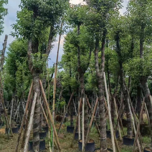 普宁市香樟树 批发骨架全冠砍头香樟移植树 行道树樟树苗