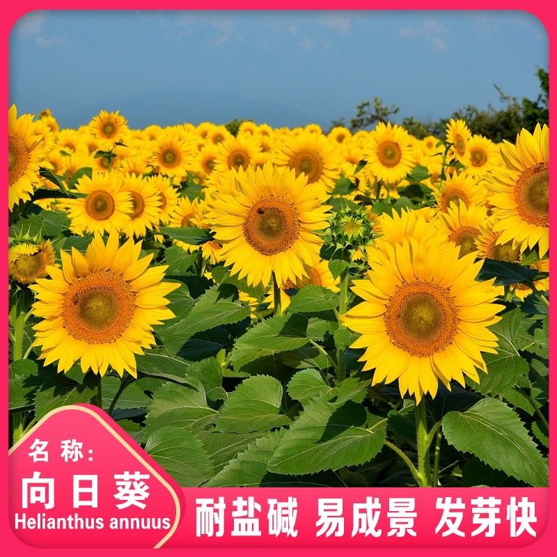 南京向日葵种子，玩具熊向日葵种子食用向日葵种子鸿运向日葵种子油葵