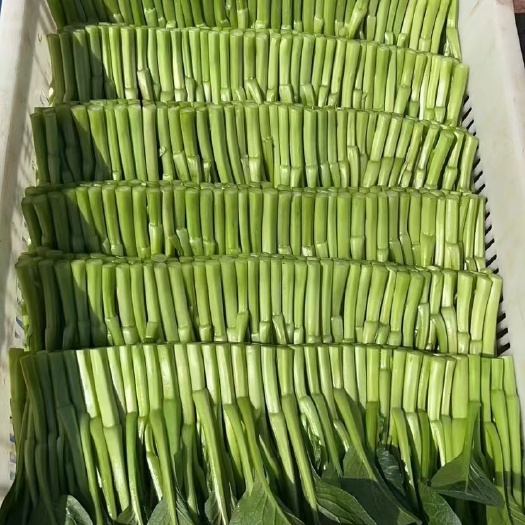 上海广东甜菜心