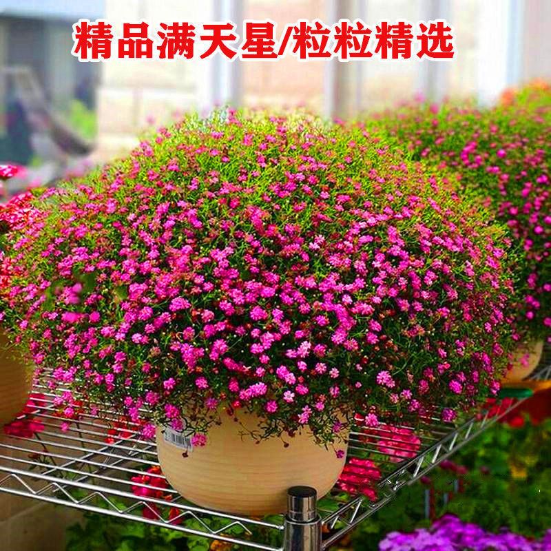 南京满天星种子  花卉种子易活开花不断室内阳台盆栽种子观花卉批发