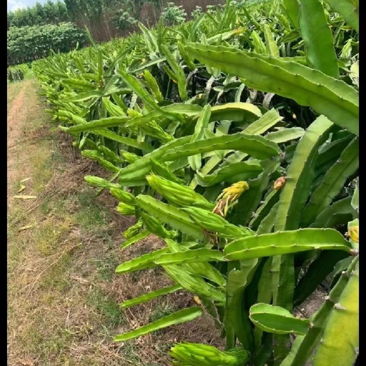 遂溪县产地直供新鲜霸王花