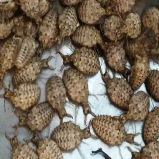 乐山优选金沙牛中药材地牯牛整只倒退虫蚁狮金砂牛特级水洗金沙牛
