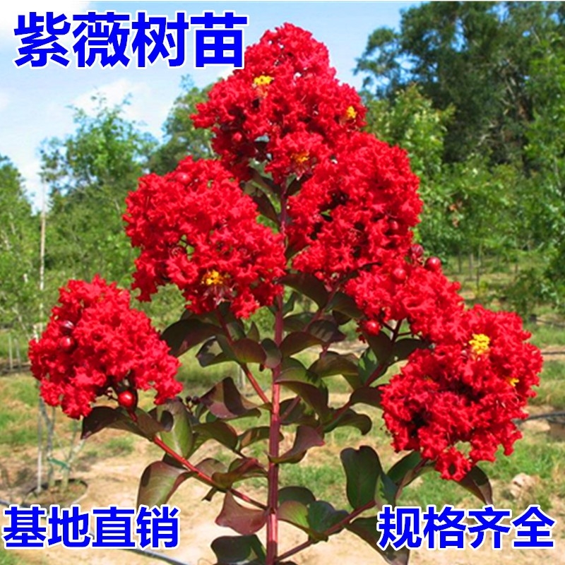 紫薇花