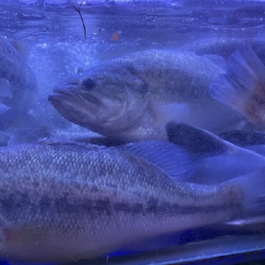 鲈鱼仰泳鲈鱼