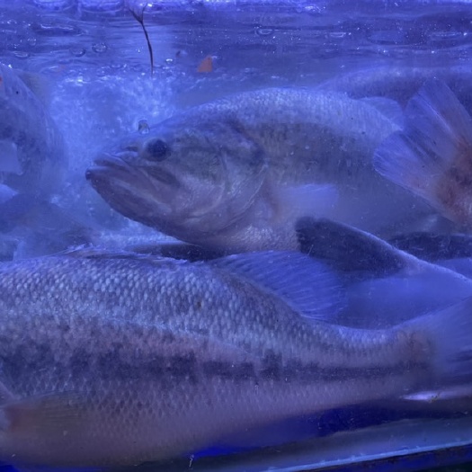 重庆市鲈鱼仰泳鲈鱼