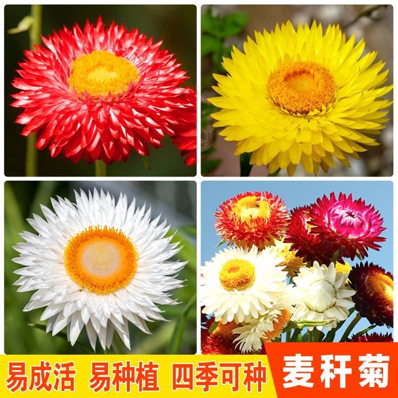 南京麦秆菊种子，四季阳台盆栽观赏花卉庭院种植景观花种七彩蜡菊种子