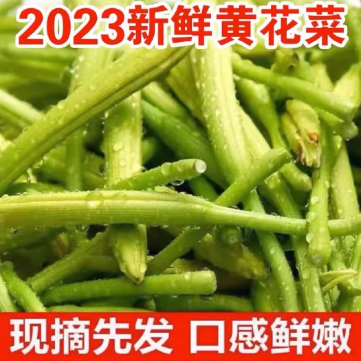 蒙阴县【热销】新鲜黄花菜现摘现发农家野菜蔬菜凉拌土特产真真菜忘忧草