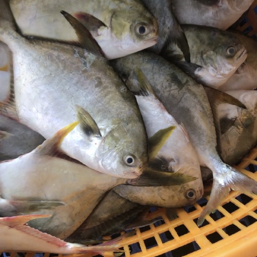金鲳鱼批发供应 珠海富贵水产品