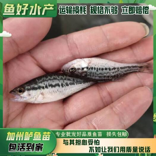广州加州鲈鱼苗/无病打虫发货/专业批发鲈鱼苗/货源规格充足