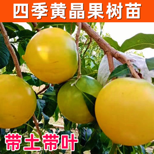 容县黄晶果苗春蜜黄宝石嫁接苗实生苗